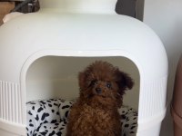 Koreden teacup dişi poodle yavrumuz