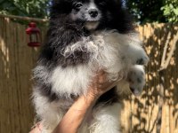 Pomeranian boo bicolor dişi ve erkek