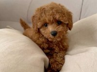 TOY VE KORE POODLE YAVRULARIMIZ