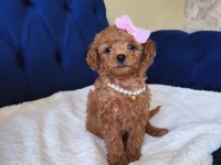 Sevimli Poodle Prenses