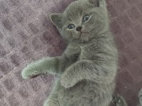 Scottish fold yavrularımız yeni yuvalarını arıyor