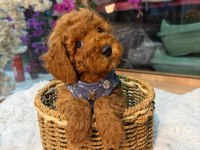 Toy Poodle Yavru 3 Ay Minik Ve A Kalite