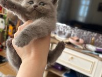 British ve scottish fold dişi kedimiz