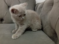 2.5 aylık dişi british shorthair