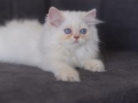 British longhair golden point erkek kedi