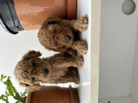 Toy poodle bebekler