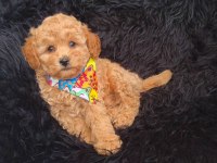 Toy Poodle Köpeği