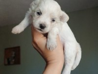 Toy Poodle Yavrular