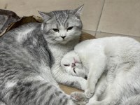 Erkek 1 yaş dişi 5 aylık british shorthair