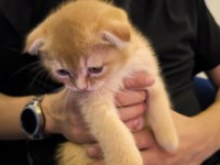 Golden scottish fold 1.5 aylık yavrumuz
