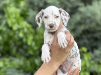 Red Dalmatian Yavrumuz