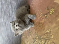 British Shorthair Gri