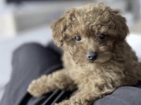 Toy Poodle Yavrular