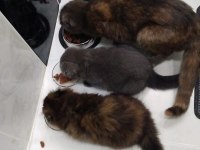 4 Aylık Scottish Fold 2 Yavru Uysal