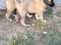 Kangal erkek yavru