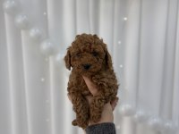 Toy poodle yavrular