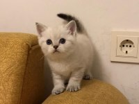 Show british longhair yeni yuvasını bekliyor