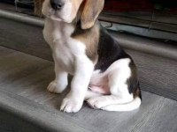 Elizabet beagle yavrularımız