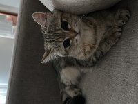 Kedimiz Pofimizi sahiplendiriyoruz