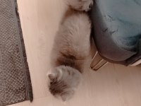 British longhair Zühtüm yuva arıyor