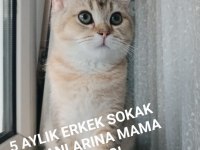 SON KALAN GOLDEN YAVRU SCOTTİSH
