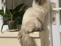 Blue point british longhair oğlumuza eş arıyoruz