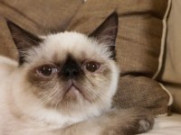Safkan Exotic Shorthair Blue Point Dişi L