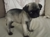 RIFKISU HAZIR PUG