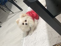 Pomeranian BOO 1.5 yaşında 2 kilo