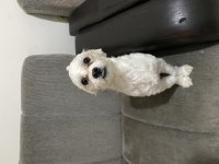 Malta terrier 11 aylık tüm eğitimleri vardır