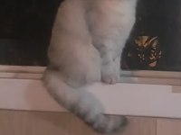 Uyumlu scottish fold kedimiz