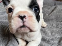 Ev bakımı şeceresi olan french bulldog yavrular