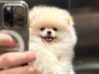 Ayı Surat pomeranian boo erkek dişi