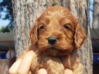 Maltipoo yavruları