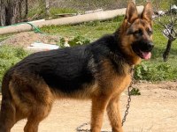 Safkan Düşük Bel Şecereli Alman Çoban Köpeği