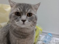 YUVA ARIYOR! 1,5 yaşında British shorthair