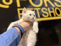 Britsh shorthair yavrular iki aylık