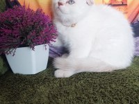 Daha güzel scottish fold yok