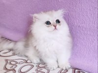 Scottish Fold Longhair Dişi