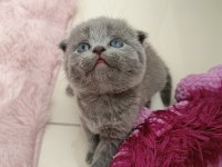 Gri scottish fold