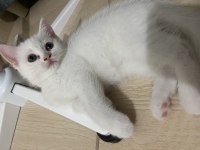 British shorthair 1.5 aylık yavru kedimiz