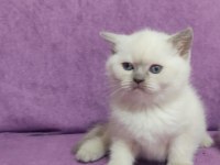 Scottish fold ve British Yavruları