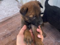Yavru Rottweiler Ve Yavru Kurt 3 Aylıklar