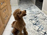 A kalite toy poodle