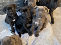 Annenin ilk cane corso yavruları