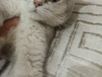 Mavi british shorthair kızımız sahiplendirilecektir