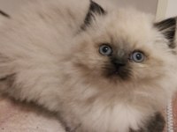 Safkan mavi göz british longhair