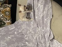 French Bulldog Dişi Bebek