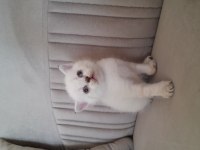 British shorthair karma