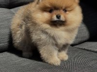 Orange Aşılı Pomeranian Bebekler